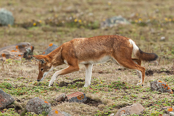 Äthiopischer Wolf (Canis simensis)