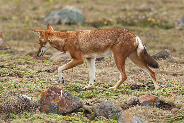 Äthiopischer Wolf (Canis simensis)