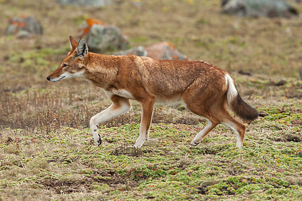 Äthiopischer Wolf (Canis simensis)