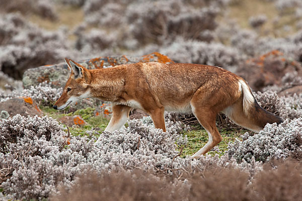 Äthiopischer Wolf (Canis simensis)