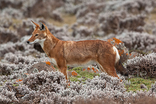 Äthiopischer Wolf (Canis simensis)