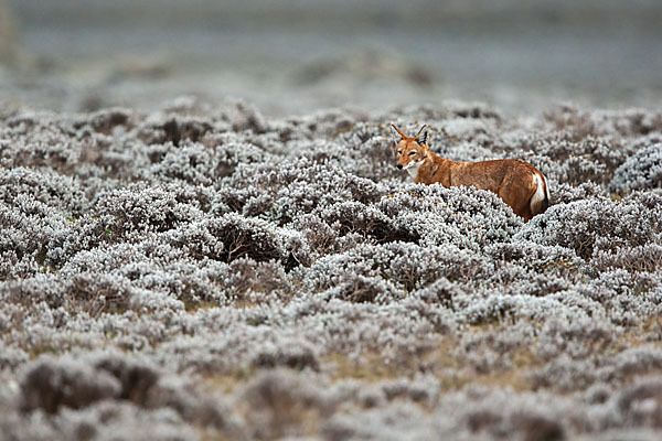 Äthiopischer Wolf (Canis simensis)