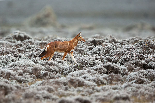 Äthiopischer Wolf (Canis simensis)