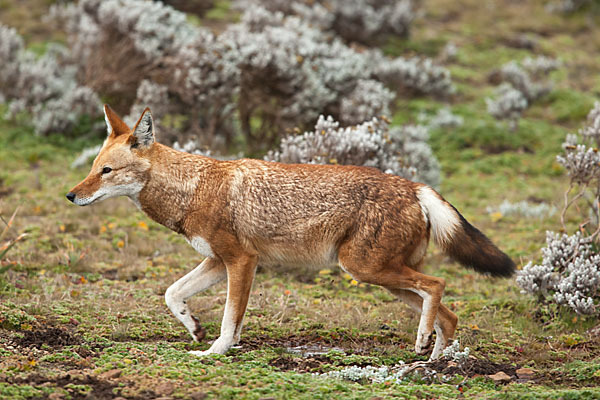 Äthiopischer Wolf (Canis simensis)