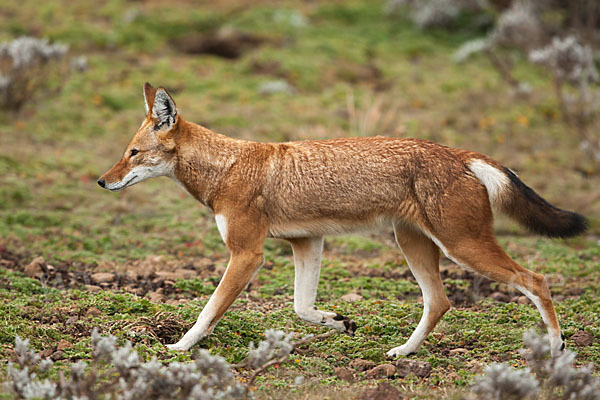 Äthiopischer Wolf (Canis simensis)