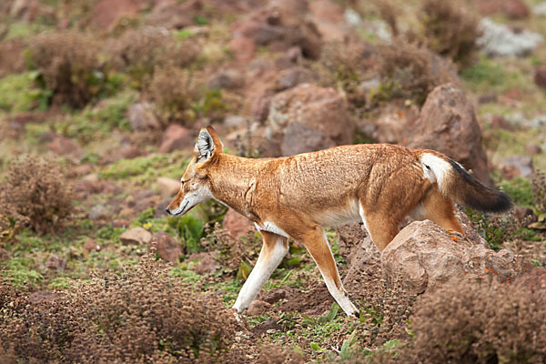 Äthiopischer Wolf (Canis simensis)