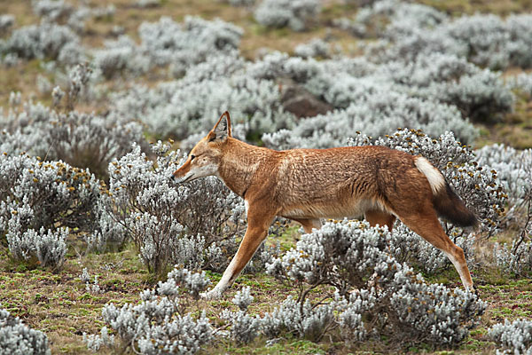 Äthiopischer Wolf (Canis simensis)