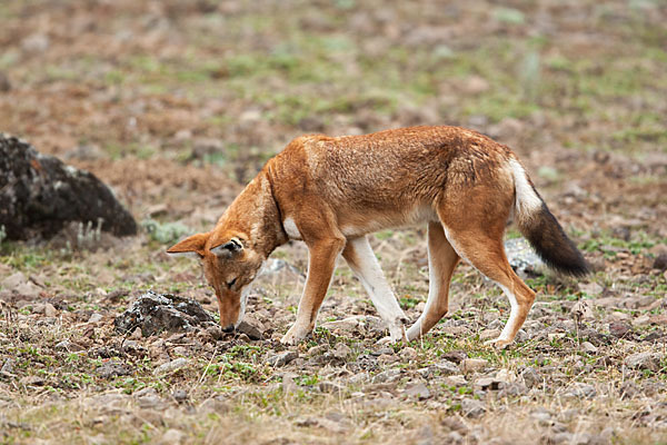 Äthiopischer Wolf (Canis simensis)