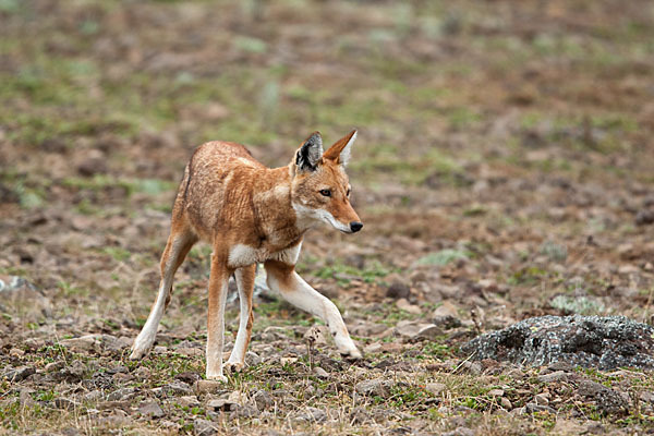 Äthiopischer Wolf (Canis simensis)