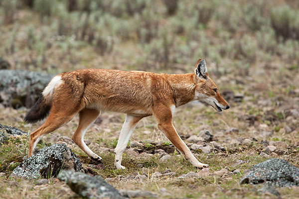 Äthiopischer Wolf (Canis simensis)