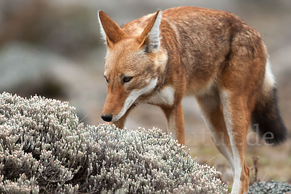 Äthiopischer Wolf (Canis simensis)