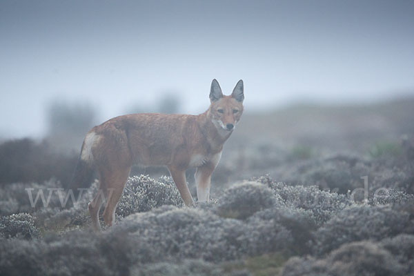 Äthiopischer Wolf (Canis simensis)