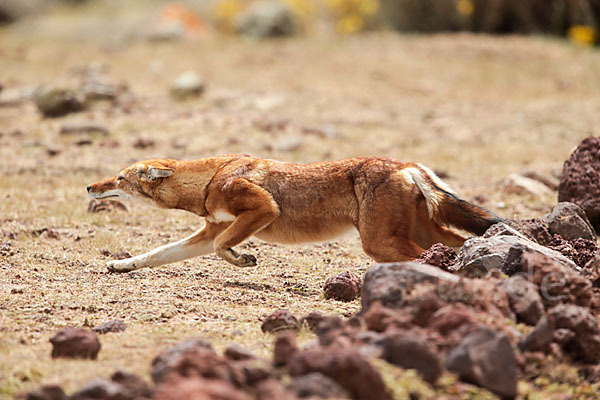 Äthiopischer Wolf (Canis simensis)