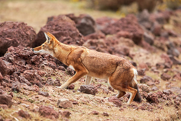 Äthiopischer Wolf (Canis simensis)