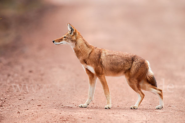 Äthiopischer Wolf (Canis simensis)