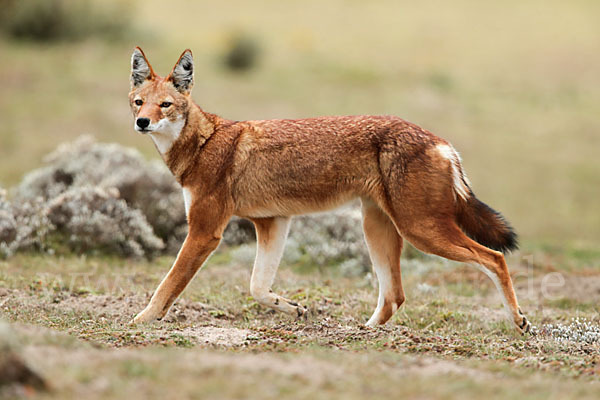 Äthiopischer Wolf (Canis simensis)