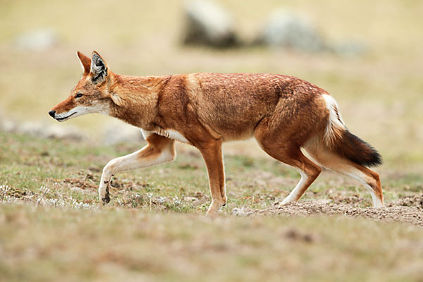 Äthiopischer Wolf (Canis simensis)