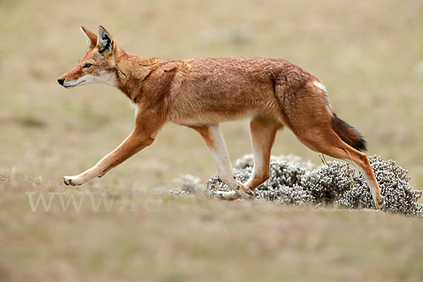 Äthiopischer Wolf (Canis simensis)