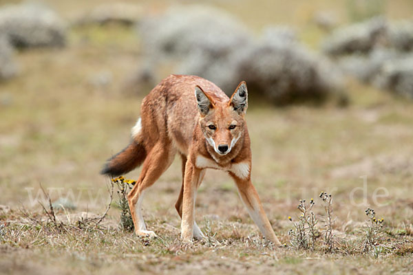 Äthiopischer Wolf (Canis simensis)