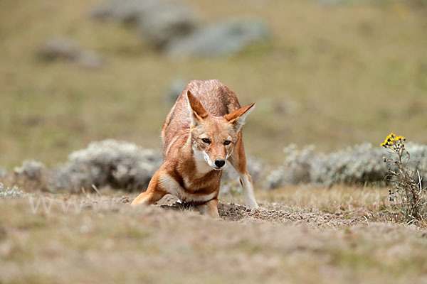 Äthiopischer Wolf (Canis simensis)