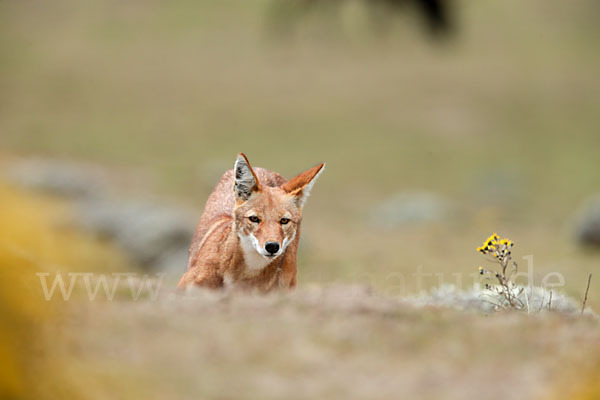 Äthiopischer Wolf (Canis simensis)