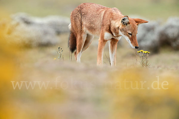 Äthiopischer Wolf (Canis simensis)