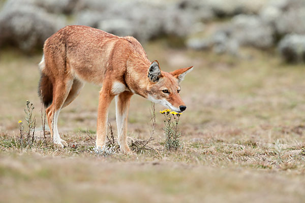 Äthiopischer Wolf (Canis simensis)