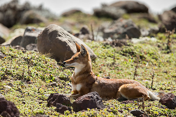 Äthiopischer Wolf (Canis simensis)