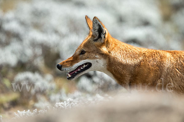 Äthiopischer Wolf (Canis simensis)