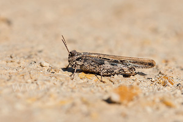 Ödlandschrecke spec. (Acrotylus insubricus)