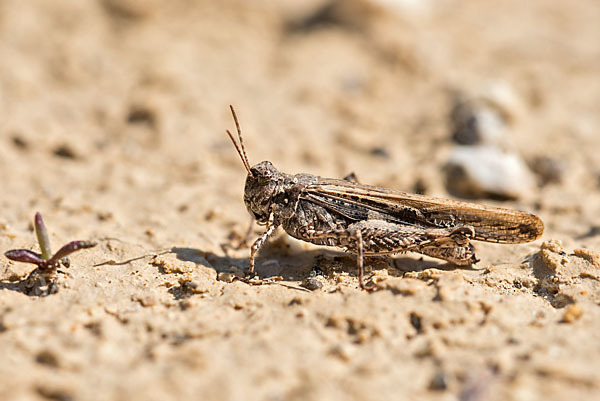 Ödlandschrecke spec. (Acrotylus insubricus)