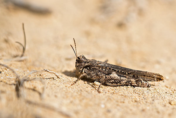 Ödlandschrecke spec. (Acrotylus insubricus)