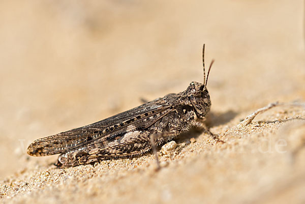 Ödlandschrecke spec. (Acrotylus insubricus)