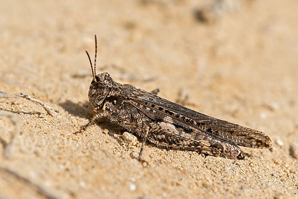 Ödlandschrecke spec. (Acrotylus insubricus)