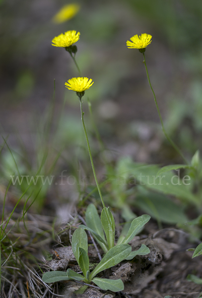 Öhrchen-Habichtskraut (Hieracium lactucella)