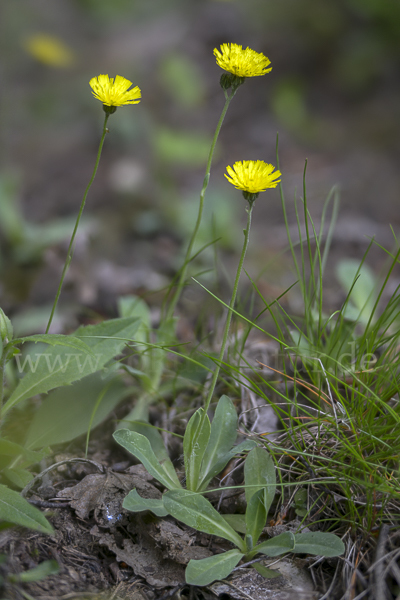 Öhrchen-Habichtskraut (Hieracium lactucella)