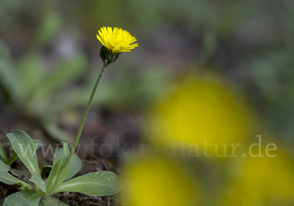 Öhrchen-Habichtskraut (Hieracium lactucella)