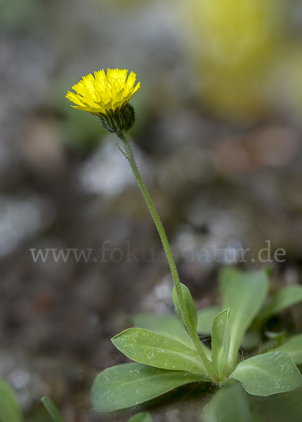 Öhrchen-Habichtskraut (Hieracium lactucella)