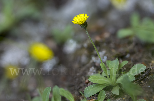 Öhrchen-Habichtskraut (Hieracium lactucella)