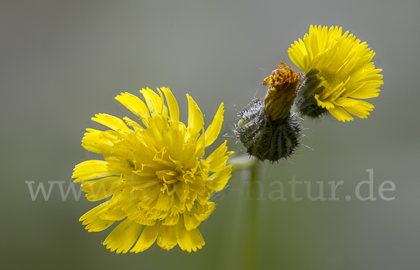 Öhrchen-Habichtskraut (Hieracium lactucella)