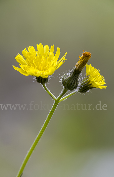 Öhrchen-Habichtskraut (Hieracium lactucella)