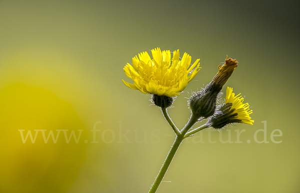 Öhrchen-Habichtskraut (Hieracium lactucella)