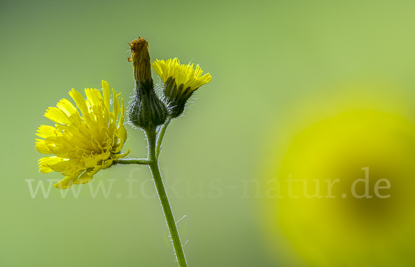 Öhrchen-Habichtskraut (Hieracium lactucella)