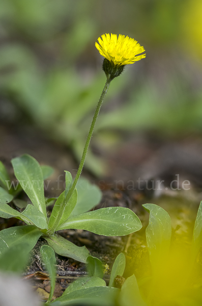 Öhrchen-Habichtskraut (Hieracium lactucella)