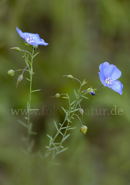 Österreichischer Lein (Linum austriacum)