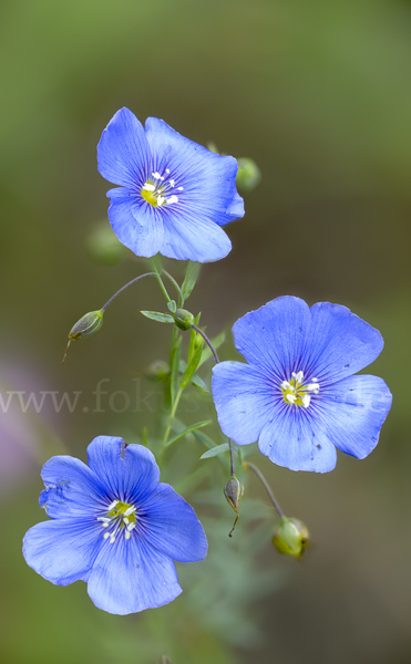 Österreichischer Lein (Linum austriacum)