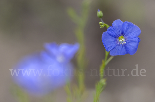 Österreichischer Lein (Linum austriacum)
