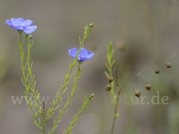 Österreichischer Lein (Linum austriacum)