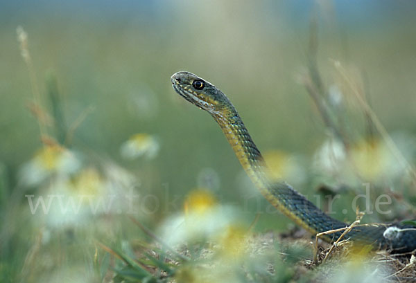 Östliche Eidechsennatter (Malpolon insignitus)