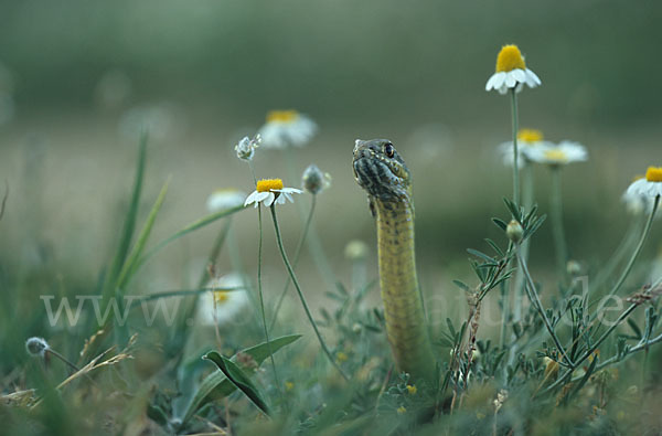 Östliche Eidechsennatter (Malpolon insignitus)